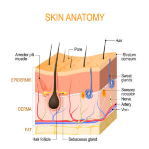 Skin anatomy. Layers: epidermis (with hair follicle, sweat and s