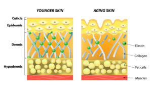 younger skin and older skin